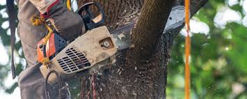 Why Choose Our Tree Removal Services in Grand Ronde, OR?