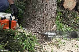 Best Storm Damage Tree Cleanup  in Grand Ronde, OR