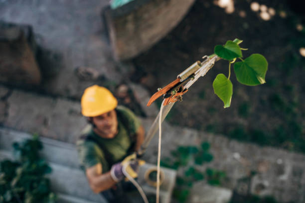 Best Tree Risk Assessment  in Grand Ronde, OR