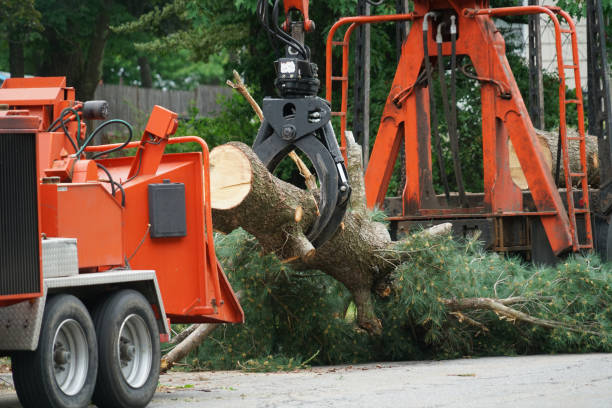 Best Tree Disease Treatment  in Grand Ronde, OR