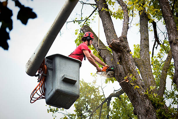  Grand Ronde, OR Tree Services Pros